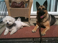 viva_german_shepherd_bijon_ frise_dog_ training trainer_kent_home_visit_services_dover_folkestone